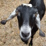 Momma goat 2